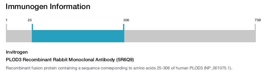 PLOD3 Recombinant Rabbit Monoclonal Antibody (5R6Q9)