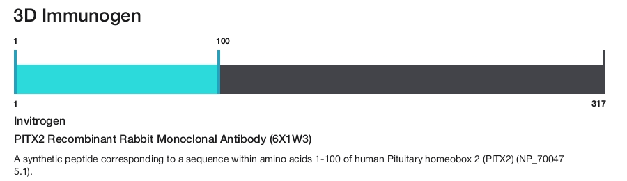 PITX2 Recombinant Rabbit Monoclonal Antibody (6X1W3)