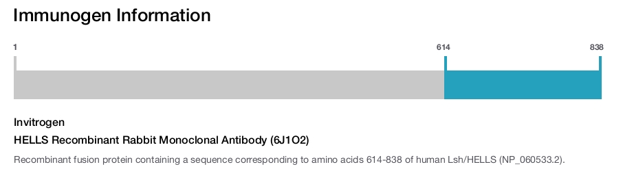 HELLS Recombinant Rabbit Monoclonal Antibody (6J1O2)