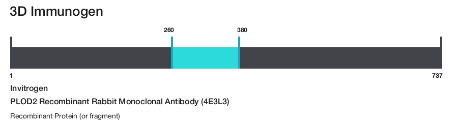 PLOD2 Recombinant Rabbit Monoclonal Antibody (4E3L3)