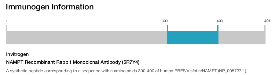 NAMPT Recombinant Rabbit Monoclonal Antibody (5R7Y4)