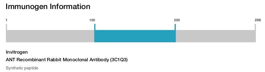 ANT Recombinant Rabbit Monoclonal Antibody (3C1Q3)