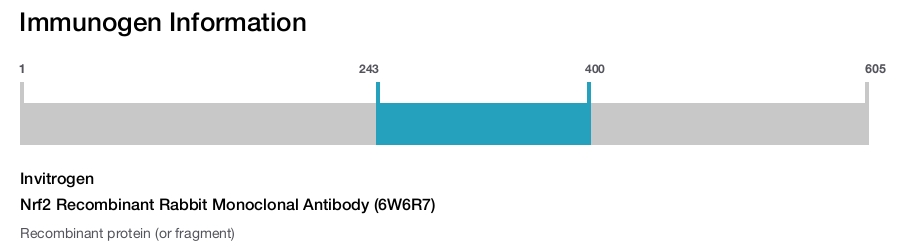 Nrf2 Recombinant Rabbit Monoclonal Antibody (6W6R7)