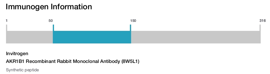AKR1B1 Recombinant Rabbit Monoclonal Antibody (8W5L1)