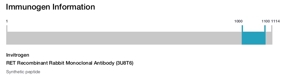 RET Recombinant Rabbit Monoclonal Antibody (3U8T6)