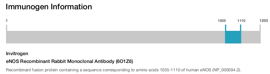 eNOS Recombinant Rabbit Monoclonal Antibody (6O1Z6)