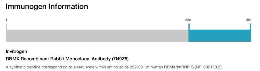 RBMX Recombinant Rabbit Monoclonal Antibody (7N9Z5)