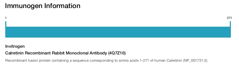 Calretinin Recombinant Rabbit Monoclonal Antibody (4Q7Z10)