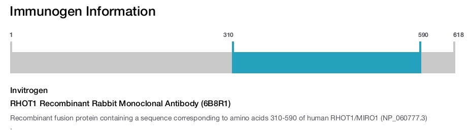 RHOT1 Recombinant Rabbit Monoclonal Antibody (6B8R1)