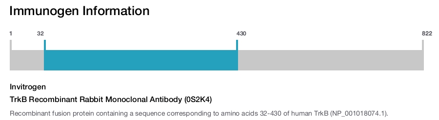 TrkB Recombinant Rabbit Monoclonal Antibody (0S2K4)