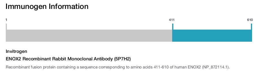 ENOX2 Recombinant Rabbit Monoclonal Antibody (5P7H2)