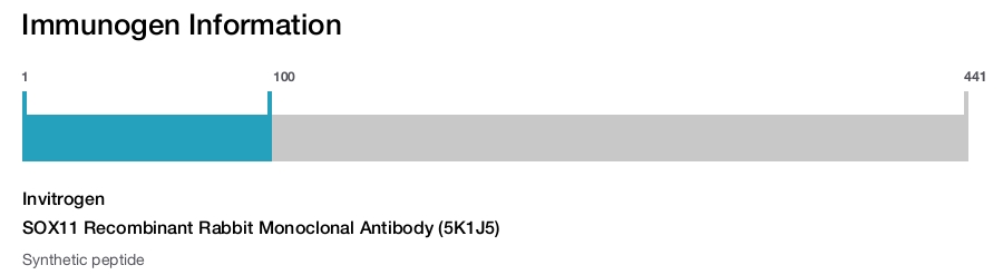 SOX11 Recombinant Rabbit Monoclonal Antibody (5K1J5)