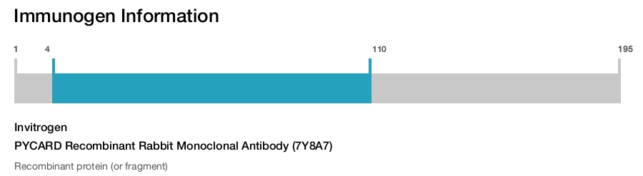 PYCARD Recombinant Rabbit Monoclonal Antibody (7Y8A7)