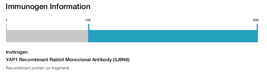 YAP1 Recombinant Rabbit Monoclonal Antibody (5J9N6)