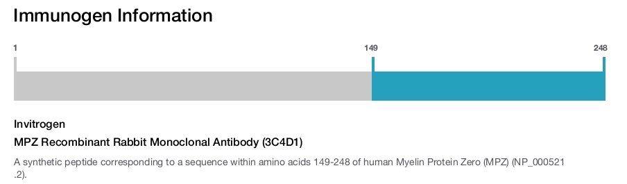 MPZ Recombinant Rabbit Monoclonal Antibody (3C4D1)