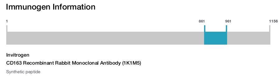 CD163 Recombinant Rabbit Monoclonal Antibody (1K1M5)