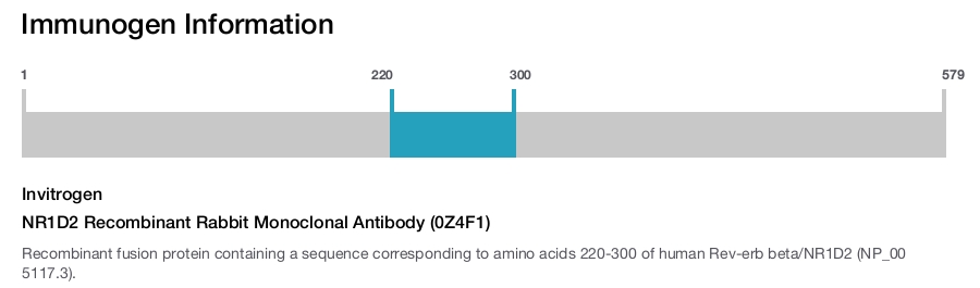 NR1D2 Recombinant Rabbit Monoclonal Antibody (0Z4F1)