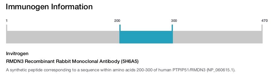 RMDN3 Recombinant Rabbit Monoclonal Antibody (5H6A5)