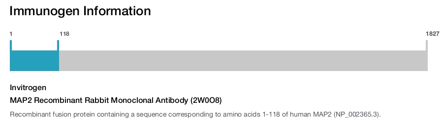 MAP2 Recombinant Rabbit Monoclonal Antibody (2W0O8)