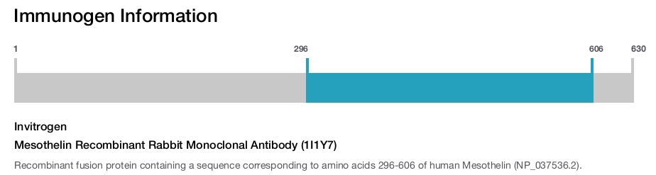 Mesothelin Recombinant Rabbit Monoclonal Antibody (1I1Y7)