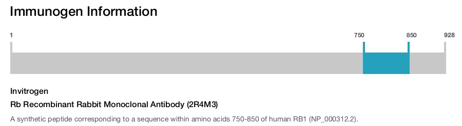 Rb Recombinant Rabbit Monoclonal Antibody (2R4M3)