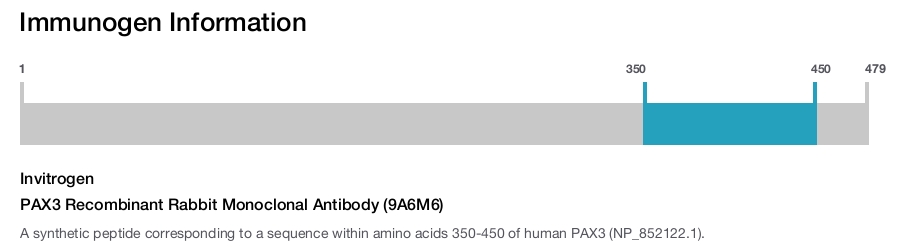 PAX3 Recombinant Rabbit Monoclonal Antibody (9A6M6)