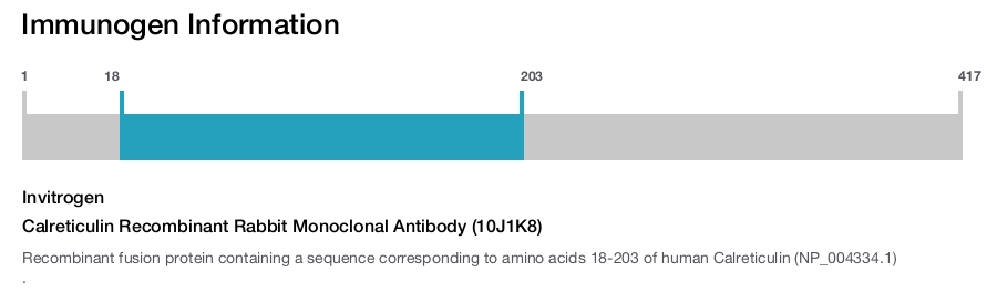 Calreticulin Recombinant Rabbit Monoclonal Antibody (10J1K8)