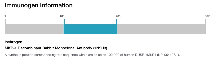 MKP-1 Recombinant Rabbit Monoclonal Antibody (1N2H3)