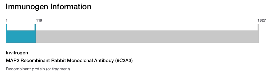 MAP2 Recombinant Rabbit Monoclonal Antibody (9C2A3)