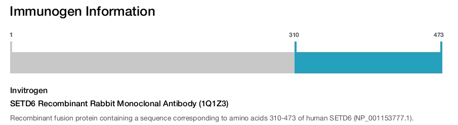 SETD6 Recombinant Rabbit Monoclonal Antibody (1Q1Z3)