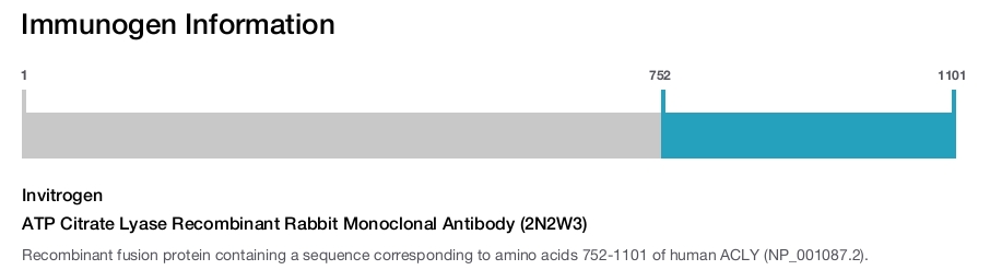 ATP Citrate Lyase Recombinant Rabbit Monoclonal Antibody (2N2W3)