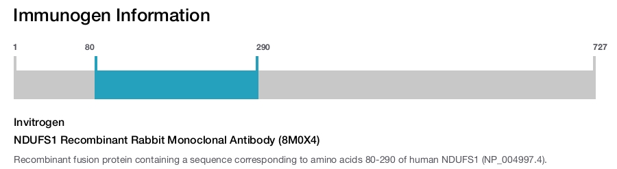 NDUFS1 Recombinant Rabbit Monoclonal Antibody (8M0X4)