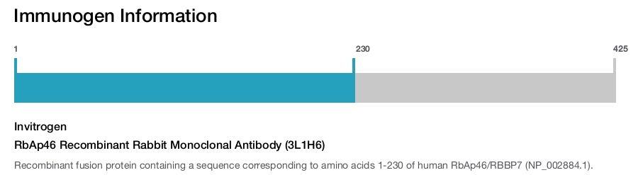 RbAp46 Recombinant Rabbit Monoclonal Antibody (3L1H6)