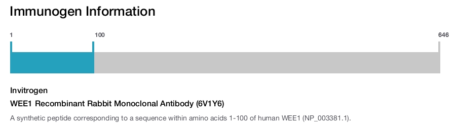 WEE1 Recombinant Rabbit Monoclonal Antibody (6V1Y6)