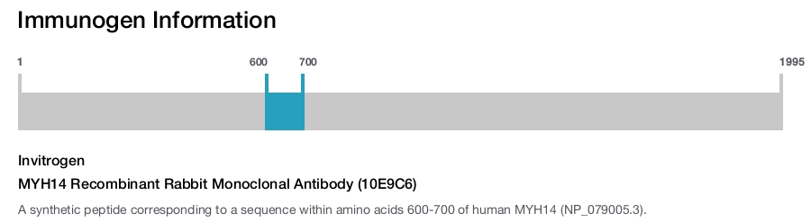 MYH14 Recombinant Rabbit Monoclonal Antibody (10E9C6)