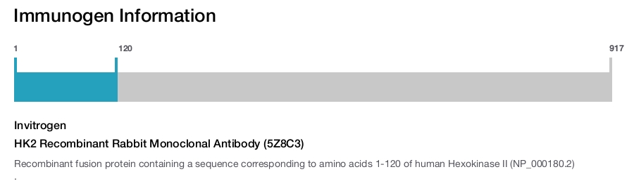 HK2 Recombinant Rabbit Monoclonal Antibody (5Z8C3)