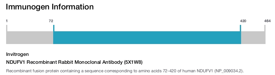 NDUFV1 Recombinant Rabbit Monoclonal Antibody (5X1W8)