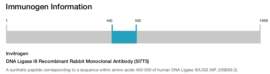 DNA Ligase III Recombinant Rabbit Monoclonal Antibody (5I7T5)