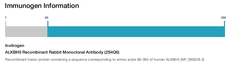 ALKBH5 Recombinant Rabbit Monoclonal Antibody (2S4Q6)