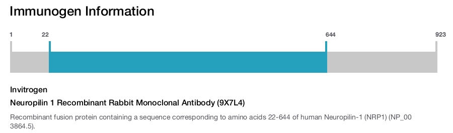 Neuropilin 1 Recombinant Rabbit Monoclonal Antibody (9X7L4)