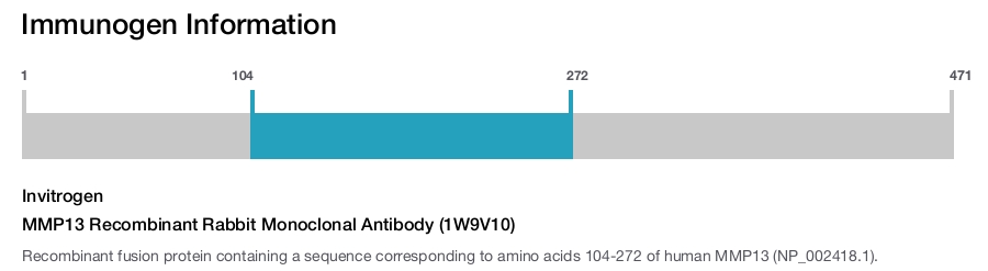 MMP13 Recombinant Rabbit Monoclonal Antibody (1W9V10)