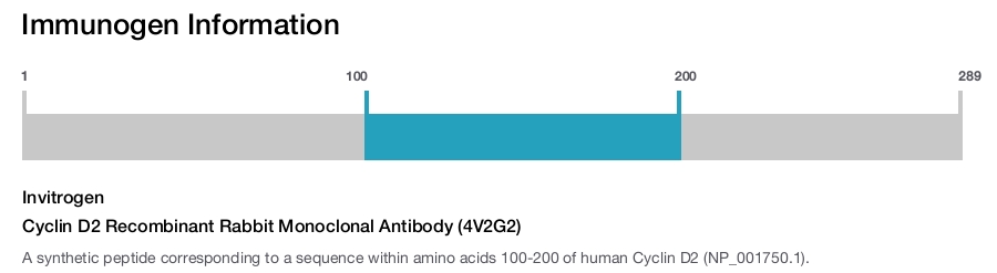 Cyclin D2 Recombinant Rabbit Monoclonal Antibody (4V2G2)