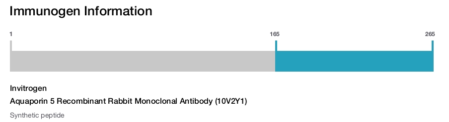 Aquaporin 5 Recombinant Rabbit Monoclonal Antibody (10V2Y1)