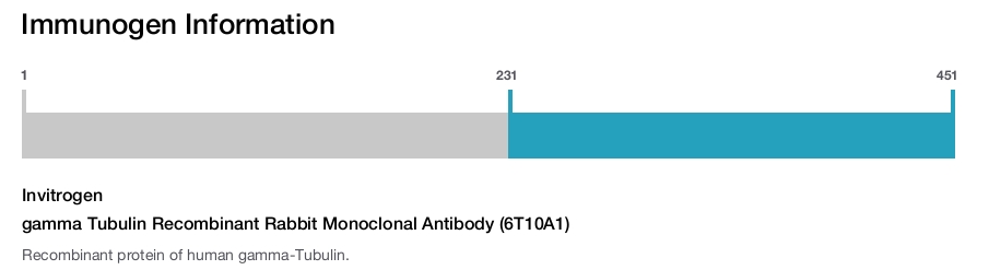 gamma Tubulin Recombinant Rabbit Monoclonal Antibody (6T10A1)