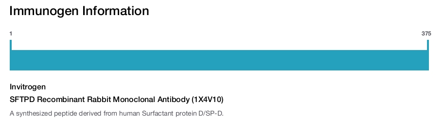 SFTPD Recombinant Rabbit Monoclonal Antibody (1X4V10)