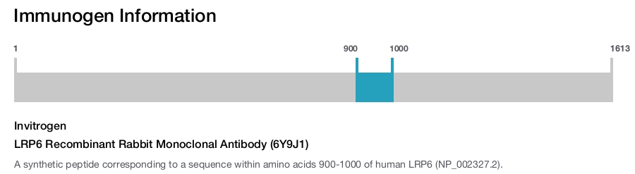 LRP6 Recombinant Rabbit Monoclonal Antibody (6Y9J1)
