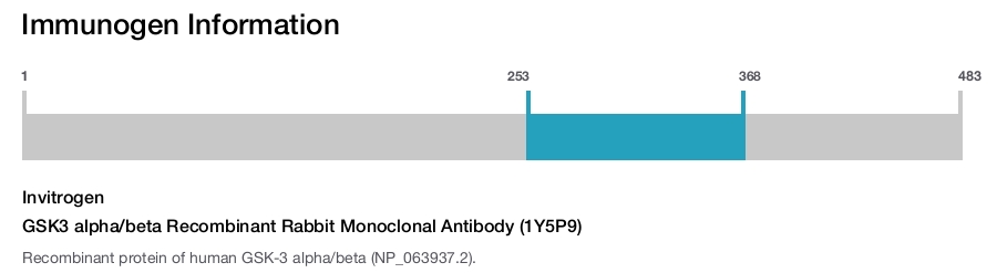 GSK3 alpha/beta Recombinant Rabbit Monoclonal Antibody (1Y5P9)