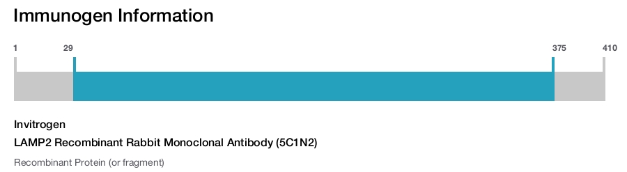 LAMP2 Recombinant Rabbit Monoclonal Antibody (5C1N2)