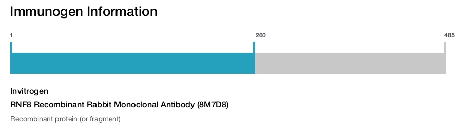 RNF8 Recombinant Rabbit Monoclonal Antibody (8M7D8)