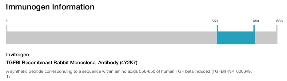 TGFBI Recombinant Rabbit Monoclonal Antibody (4Y2K7)